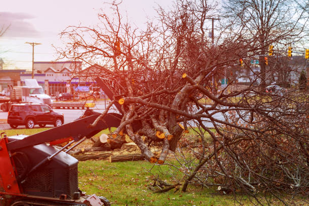 Mcclure, PA Tree Care Company
