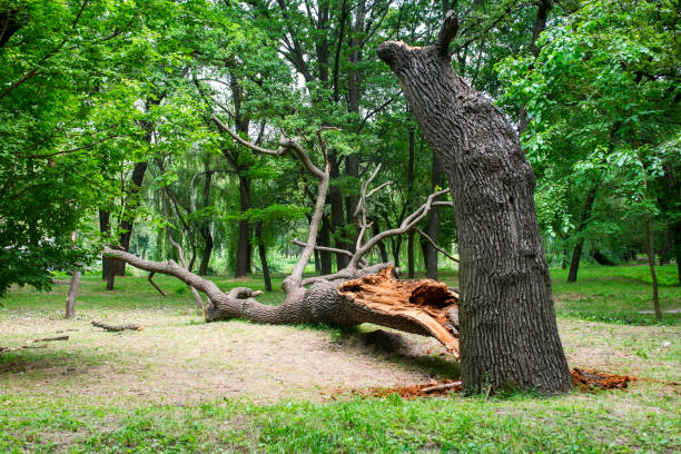 Best Tree Preservation Services  in Mcclure, PA
