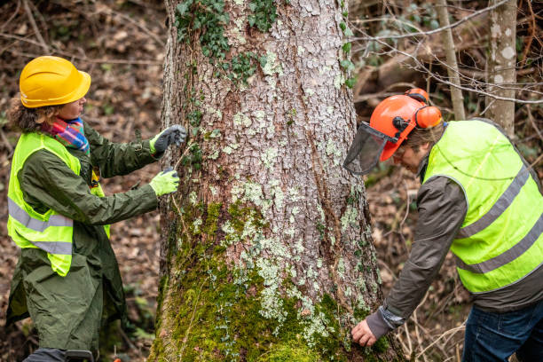Best Tree Removal  in Mcclure, PA