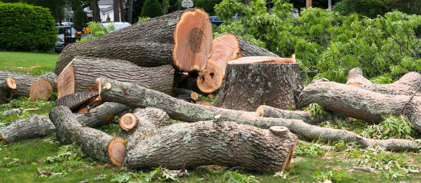 Best Stump Grinding and Removal  in Mcclure, PA