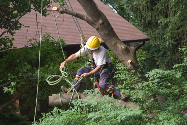 Best Grass Overseeding  in Mcclure, PA