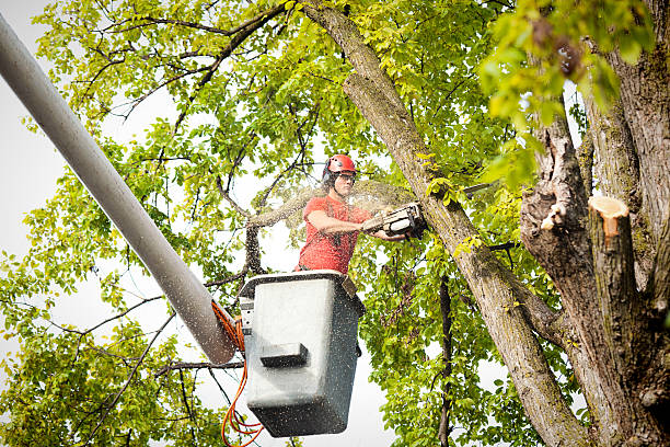 Best Hedge Trimming  in Mcclure, PA